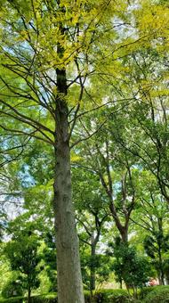 緑 緑 緑,木,木々の写真素材