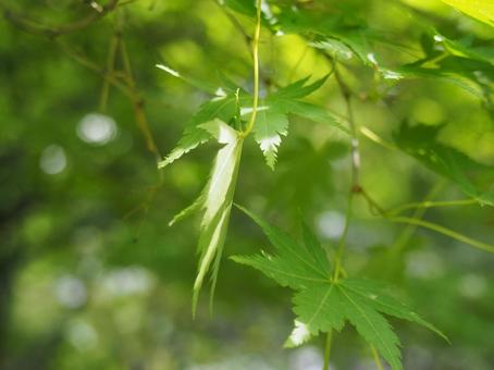 青もみじ 青もみじの写真