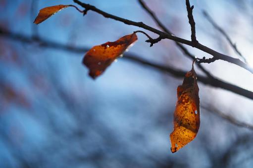 枯葉に陽がさす 紅葉,秋,枯葉の写真素材