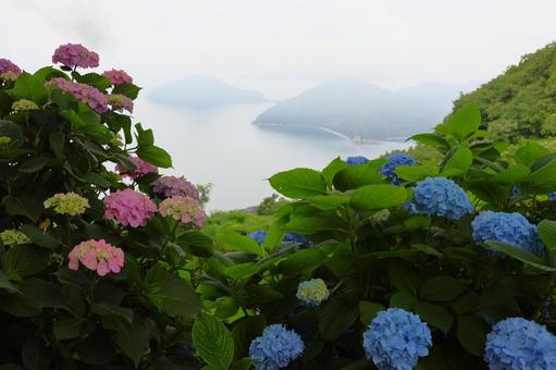 6月中旬の紫雲出山のアジサイの花と霧の海 6月中旬の紫雲出山のアジサイの花と霧の海の写真