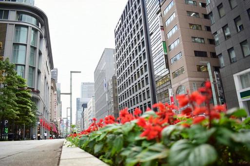 日本橋の花 日本橋の花の写真