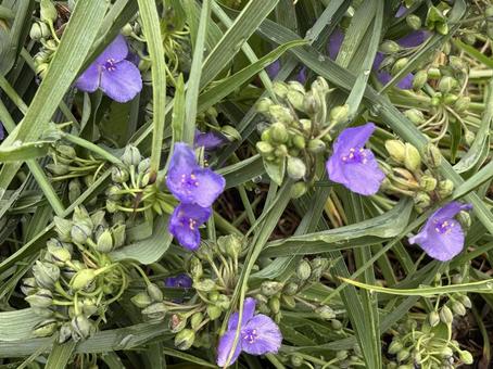 ムラサキツユクサの花。 ムラサキツユクサの花。の写真