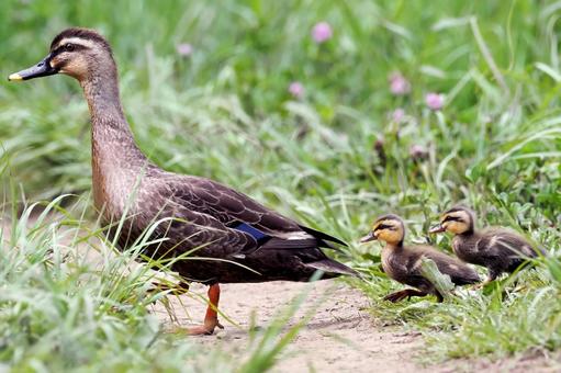 畦道を散歩するカルガモ親子 カルガモ親子,カルガモ,鴨の写真素材