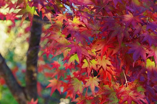 陽射しの中のイロハモミジ イロハモミジ,紅葉,葉の写真素材