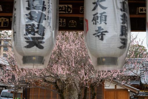 宮島厳島神社の桜と提灯 宮島厳島神社の桜と提灯 厳島神社,提灯,桜の写真素材