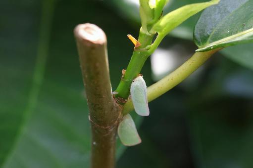 アオバハゴロモ アオバハゴロモの写真