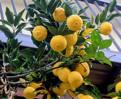柚子湯に浸かりたい 柚子,果実,植物の写真素材