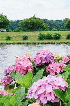 Hydrangea, JPG
