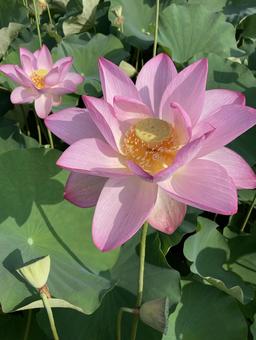 初夏の晴天に映えるハスの花 初夏の晴天に映えるハスの花の写真