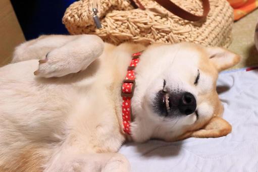 柴犬はしきたての布団で幸せそう 柴犬はしきたての布団で幸せそう 生物,動物,犬の写真素材