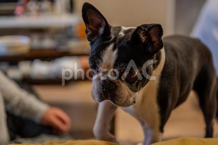 人の上に乗っかるボストンテリア ボストンテリア,ペット,家族の写真素材