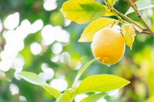 木に実ったレモン レモン,木,実るの写真素材