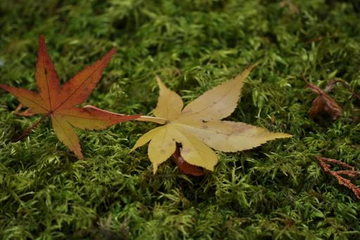苔と紅葉 秋色,秋,錦秋の写真素材
