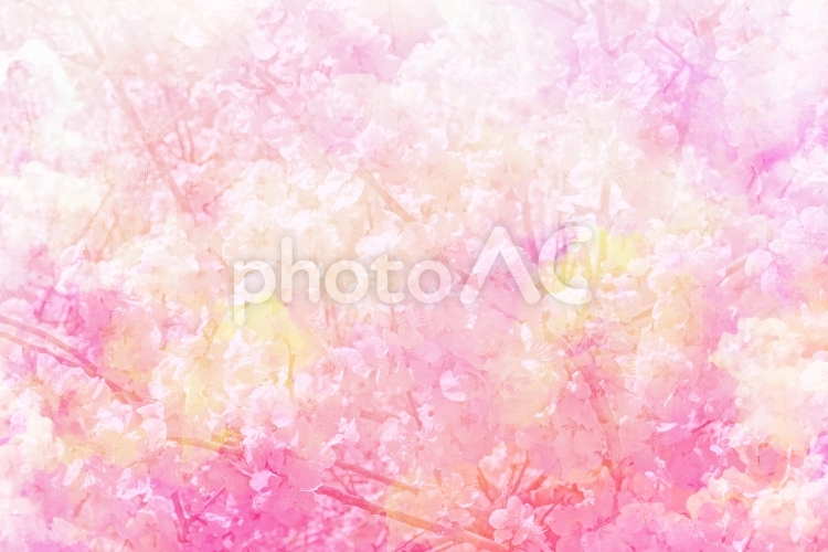 桜のイメージ spring,ピンク,春の写真素材