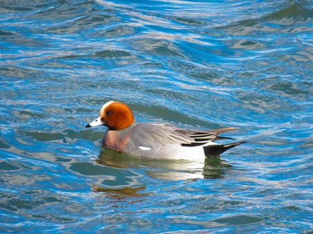 川で泳ぐヒドリガモのオス ヒドリガモ,野鳥,動物の写真素材