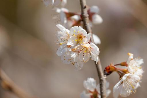 早咲きの山桜 早咲きの山桜の写真