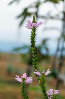 秋の畑に咲くピンク色のゴマの花の写真
