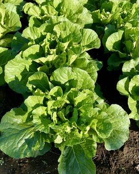 白菜の畑 白菜,野菜,葉野菜の写真素材