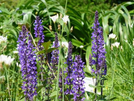 公園の花壇に咲く紫色のサルビア 公園の花壇に咲く紫色のサルビアの写真