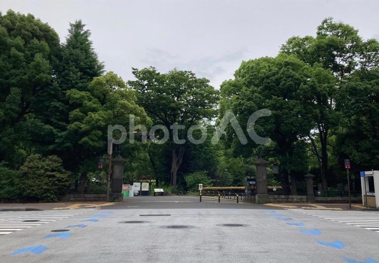 日比谷公園・日比谷門の緑と日比谷通り 日比谷公園,千代田区,日比谷門の写真素材