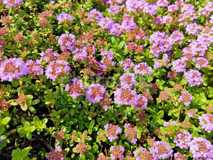 タイムの花畑 タイム,花,野原の写真素材