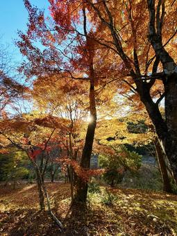 太陽光で輝く紅葉 空,紅葉,太陽光の写真素材