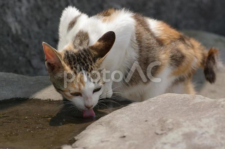 水を飲む岩場の三毛猫 ネコ,ノラ猫,三毛猫の写真素材