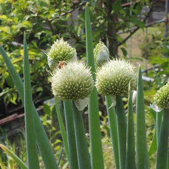 Photo, neki-shō, green onion, bee, 