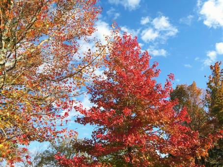 秋の紅葉 秋の紅葉 紅葉,秋,11月の写真素材