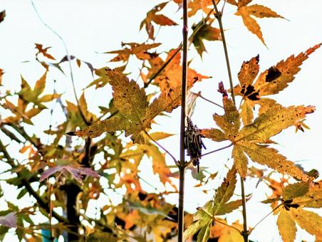 ミノムシ 枝,ミノムシ,絶滅危惧種の写真素材