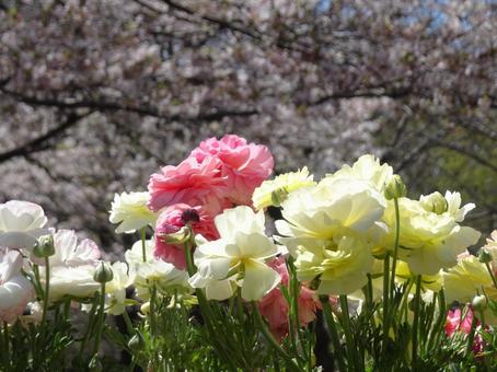 ラナンキュラス-2 ラナンキュラス,花びら,黄色の写真素材