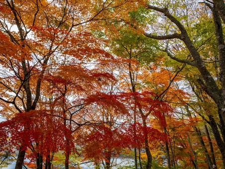 旭日丘湖畔緑地公園の紅葉 紅葉,旭日丘湖畔緑地公園,山中湖の写真素材