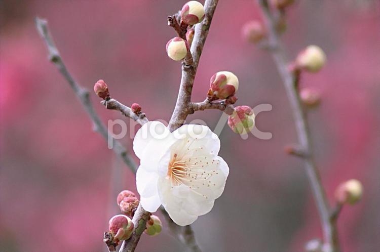 咲き始めた梅の花　アップ 春,梅,梅林の写真素材