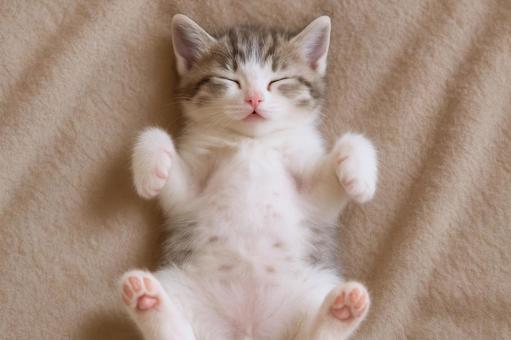 仰向けで寝る愛らしい子猫の肉球見せポーズの写真