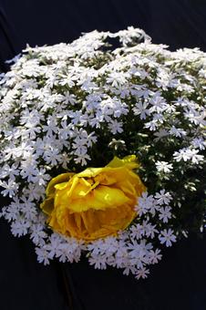 黄色のバラの花を飾る白い芝桜 黄色のバラの花を飾る白い芝桜の写真