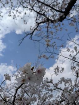 桜 桜の写真