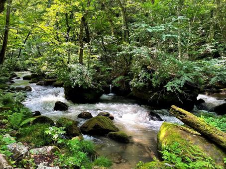 奥入瀬渓流 奥入瀬渓流の写真