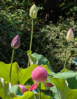 Lotus, JPG Lotus, JPG