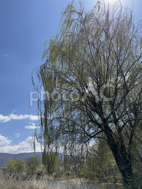 春のえびの子水苑（長野県塩尻市） えびの子水苑,風景,景色の写真素材