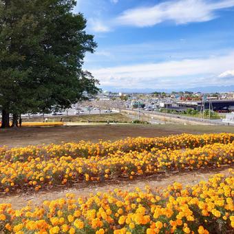 マリーゴールドの丘 マリーゴールドの丘,マリーゴールド,丘の写真素材