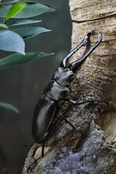 ギラファノコギリクワガタ② ギラファノコギリクワガタ,クワガタムシ,昆虫の写真素材