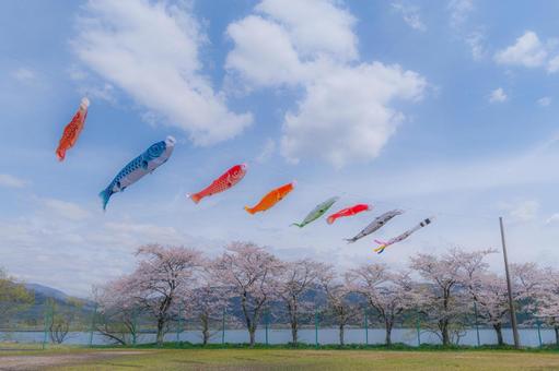 青空を泳ぐ鯉のぼり、イメージ処理 鯉のぼり,桜,満開の写真素材