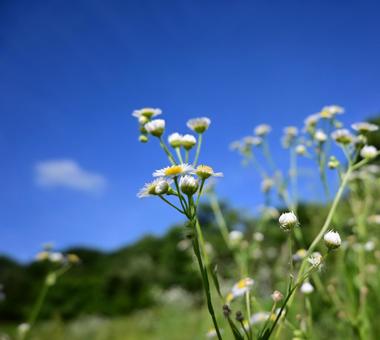 夏の野原、可憐な小さな花 夏の野原、可憐な小さな花 花,白い花,自然の写真素材