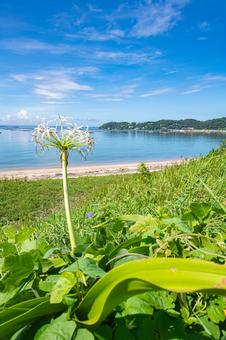 夏の海岸の風景 ビーチ,癒し,自然の写真素材