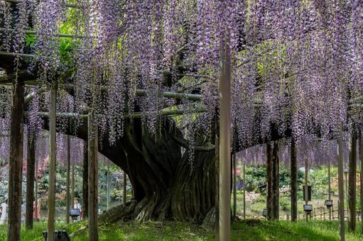 春のあしかがフラワーパーク 春のあしかがフラワーパークの写真