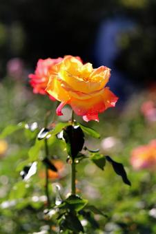 オータムローズの5 オータムローズの5の写真