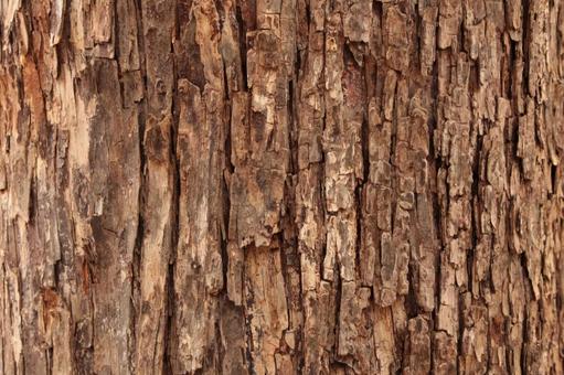 木の幹の拡大写真4の写真