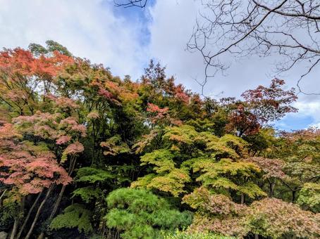 龍野公園の紅葉に癒される1 龍野公園の紅葉に癒される1 紅葉,もみじ,秋の写真素材