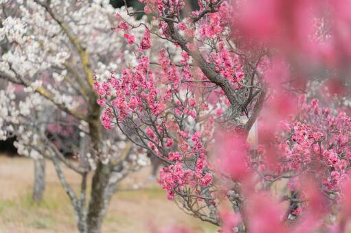 紅梅と白梅が咲く梅小路公園の梅林 梅小路公園,梅,梅林の写真素材