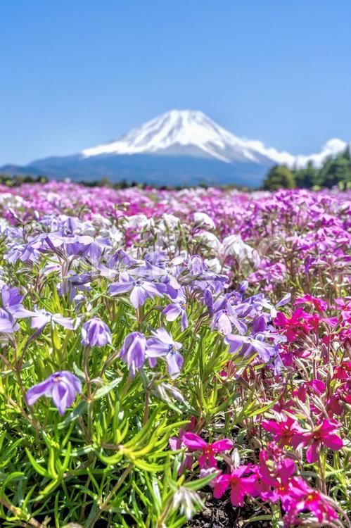 富士山と芝桜 富士山,芝桜,5月の写真素材